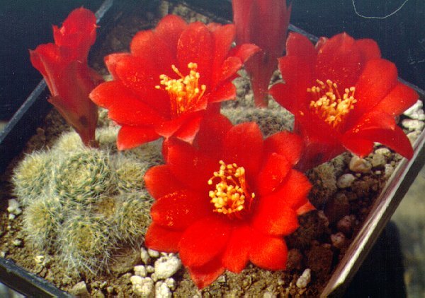 Rebutia_fabrisi